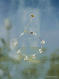 Seed & Bloom